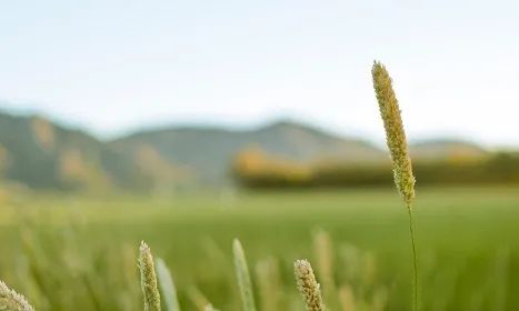 八字對(duì)婚姻的影響 八字對(duì)婚姻的影響