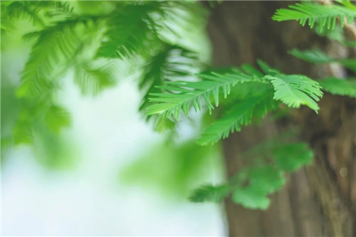 五行宜忌(二) 五行宜忌(二)